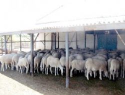 Ahır - Ağıl Yapımı ve Damızlık Koç-Teke Alımı Destekleme Tebliği Yayımlandı